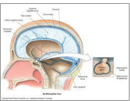 Gambar 2 Anatomi lapisan meningea kranium (10)Gambar 1 Anatomi lapisan meningea kranium (10)