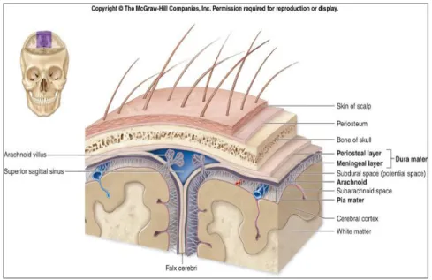 Gambar 3 Anatomi lapisan meningea kranium (10)