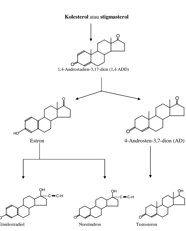Gambar 1.9 Skema sintesis estron, 19-norsteroid, dan testosteron dari kolesterol                       atau stigmasterol (Tarigan, 1991)
