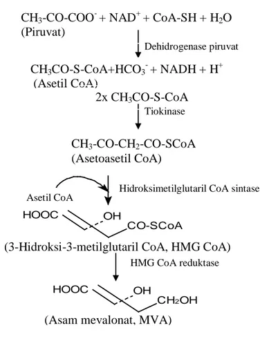 Gambar 1.5 Tahap pembentukan asam mevalonat pada biosintesis sterol  (Lehninger, 1982; Goad &amp; Akihisa, 1997)