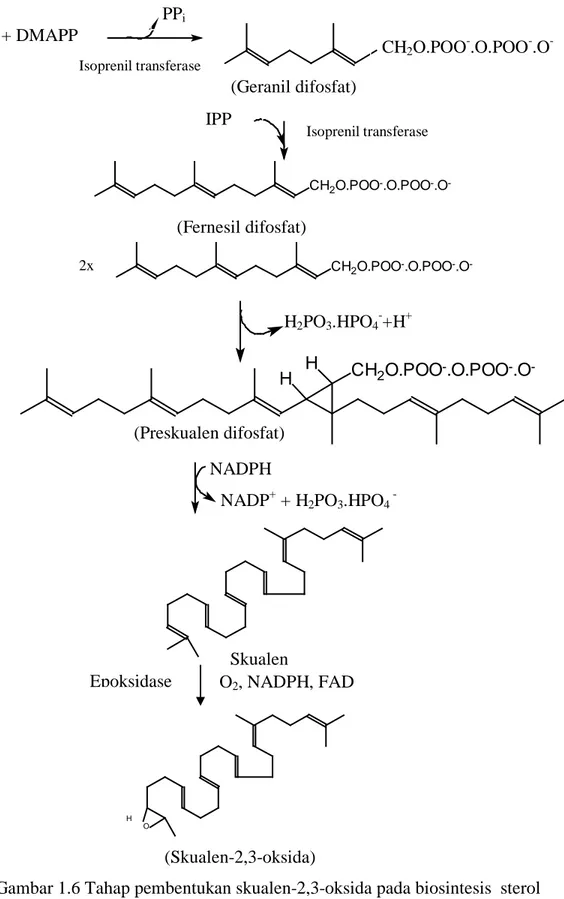 Gambar 1.6 Tahap pembentukan skualen-2,3-oksida pada biosintesis  sterol                                 (Scheuer, 1973; Goad &amp; Akihisa, 1997)