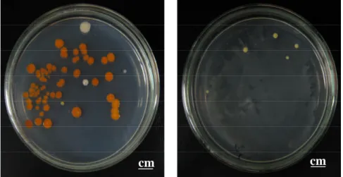 Gambar 4. Penampilan koloni bakteri endosimbion hasil isolasi dari spons Jaspis sp pada Medium SWC, setelah diinkubasi selama 24 jam pada suhu 27 o C.