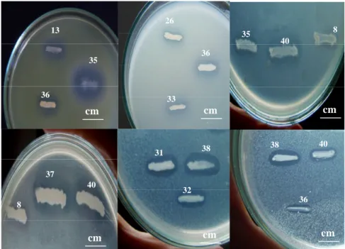 Gambar 5. Senyawa antibakteri yang dihasilkan (terlihat dari zona bening yang terbentuk) dari beberapa isolat bakteri endofit asal spons Jaspis sp.