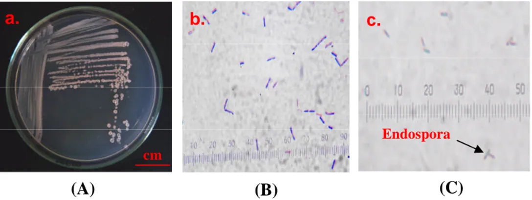 Gambar 9. Uji parsial genus Bacillus untuk isolat bakteri gram positif (SAB S-43);