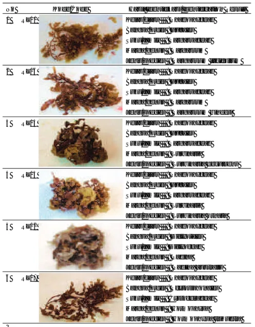 Tabel 1. Hasil identifikasi beberapa jenis rumput laut coklat dari pantai Binuangeun, Banten Table 1