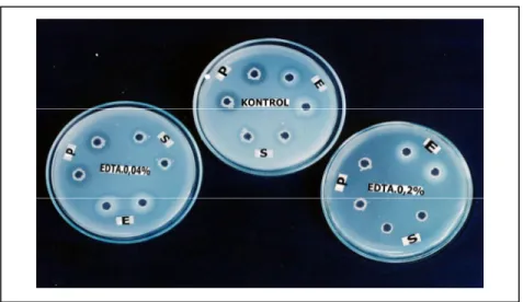 Gambar 10. Sponge Plakortis nigra yang memiliki potensi daya  hambat   terhadap protease S