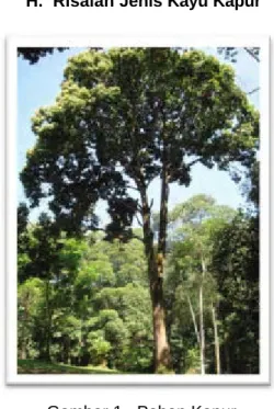 Gambar 1.  Pohon Kapur 