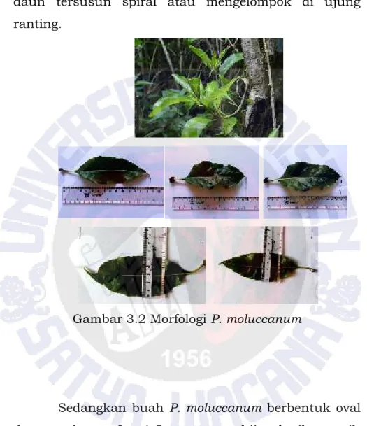 Gambar 3.2 Morfologi P. moluccanum