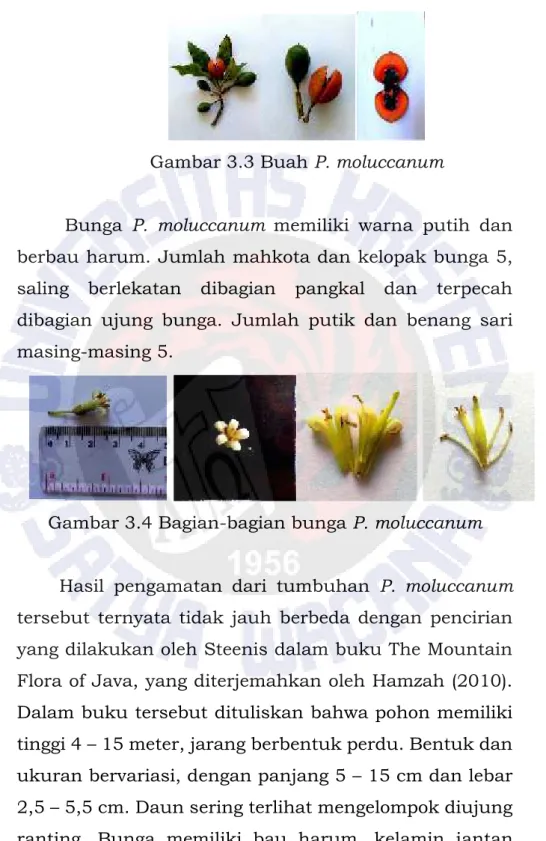 Gambar 3.3 Buah P. moluccanum