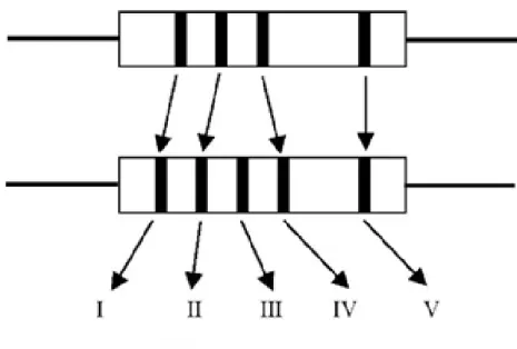 Gambar 2.4. Urutan warna pada resistor 