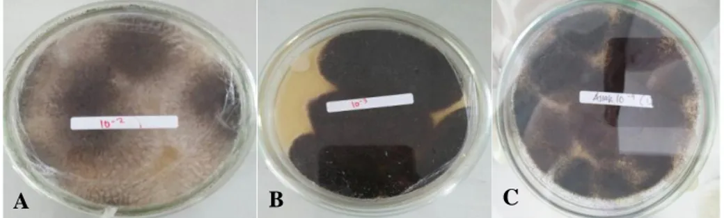 Gambar 1. Isolat jamur endofit dari daun matoa. (A). Isolat PpD1; (B) Isolat PpD2 ;               (C) Isolat PpD3 
