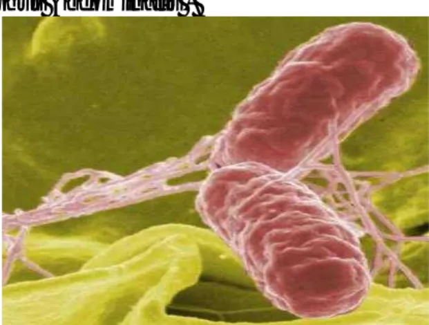Gambar 2.4 Bakteri Salmonella Typhi 