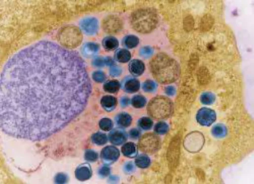 Gambar 1 Bakteri Chlamydia Trachomatis 