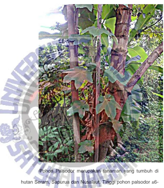 Gambar 7. Pohon Palsodor 