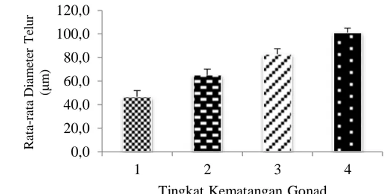 Gambar 5. Rata-rata Diameter telur Kerang Bambu pada Setiap Fase Kematangan 