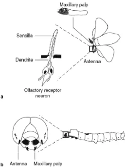 Gambar 6. Alat Penciuman Serangga                                ( Sumber: Sato dan Touhara, 2008 ) 
