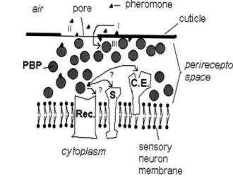 Gambar 7. Proses Penciuman pada Serangga                                ( Sumber: Plettner, 2002 ) 