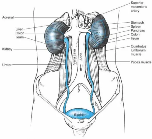 Gambar 1. Struktur organ pada sistem urinari. 1