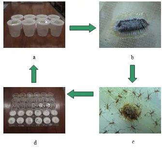 Gambar 4 Perbanyakan S. annulicornis (a) wadah plastik tempat imago berkopulasi, (b) paket telur, (c) telur yang baru menetas, (d) wadah plastik tempat pemeliharaan nimfa  