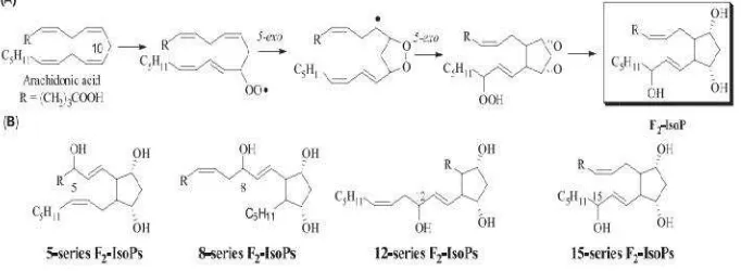 Gambar 3. Pembentbentukan radikal bebas yang diinduksi oleh oksidas2007).dasi AA (Yan et al.,