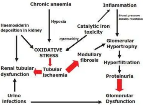 Gambar 4. Mekakanisme gangguan fungsi tubulus dan glomerulus gTBM (Bhandari dan Galanello, 2012).us ginjal pada pasien