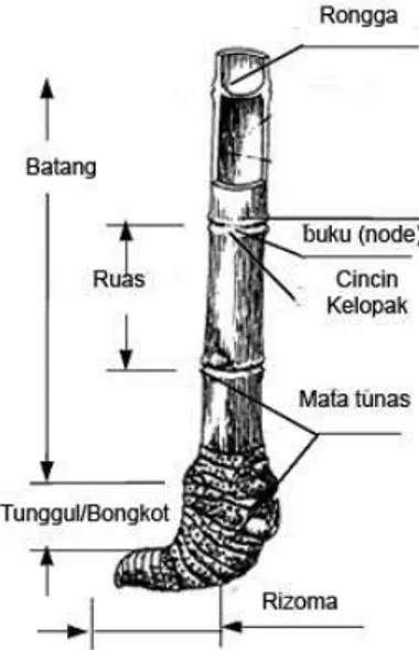 Gambar 1. Anatomi Batang Bambu 