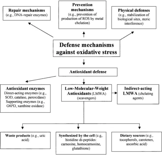 Gambar 2.4 Klasifikasi mekanisme pertahanan antioksidan  seluler.Sumber : Kohen (2002) 