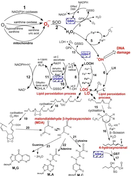 Gambar 2.5 Jalur Pembentukan ROS, proses peroxidasi lipid dan peran glutathione  (GSH) dan antioksidan lain (Vitamin E, C, asam lipoat) dalam mengatasi  stress oksidatif