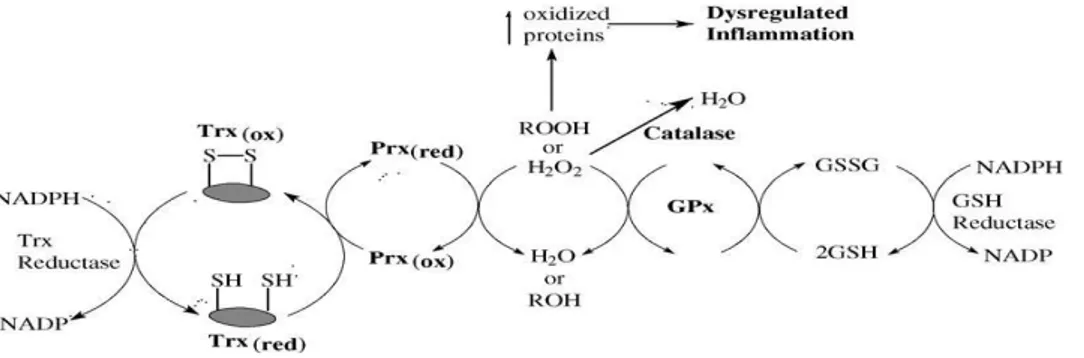 Gambar 2.6.Penangkapan endogen peroksida  seluler.Sumber : Day (2009) 