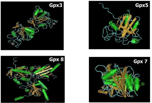 Gambar 2.7  Struktur Kristal Glutathione peroxidase (GPx)  Sumber : NCBI (2010) 