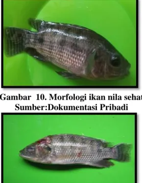 Gambar 11. Morfologi Ikan Sakit  Sumber: Dokumentasi Pribadi  Pada  penelitian  ini,  ikan  nila  yang  terinfeksi  bakteri  menunjukan  perubahan  morfologi seperti sisik terkelupas, sirip patah,  adanya  luka  dibeberapa  bagian  tubuh,  terjadi  peradan