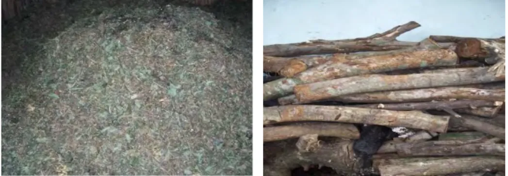 Gambar 2. Nilam Kering dan Kayu Bakar 