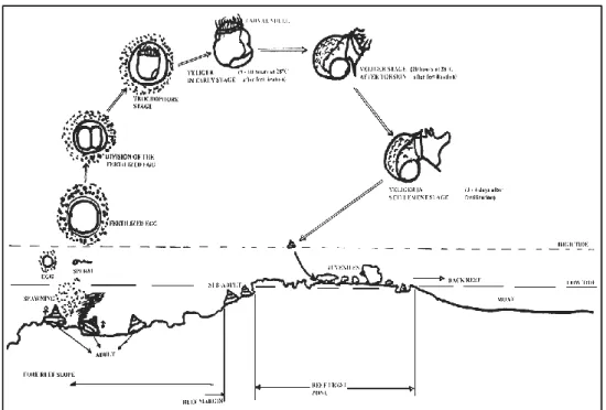 Gambar  3.  Siklus  hidup  Trochus  niloticus  (Kikutani,  1992  dalam                            http://www.fao.org/docrep/field/:diakses Juni,   2010) 