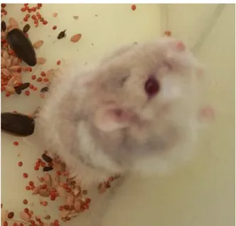 Gambar IV.2. Tikus Wistar Setelah Percobaan 