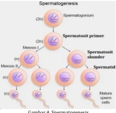 Gambar 4. Spermatogenesis  Sumber: https://hisham.id  b.    Oogenesis 