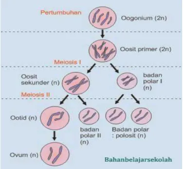 Gambar 5. Spermatogenesis  Sumber: https://hisham.id  2.    Gametogenesis pada Tumbuhan 