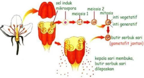 Gambar 7. Mikrosporogenesis  Sumber : https://www.edubio.info 