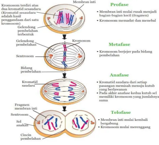 Gambar 2. Pembelahan sel secara mitosis  Sumber: https://www.seputarpengetahuan.co.id/ 