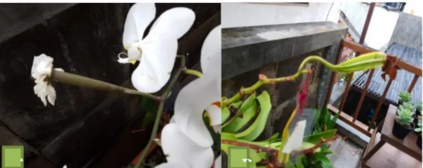 Gambar 8. Buah hasil persilangan; Anggrek Phalaenopsis  amabilis (A) dan Vanda tricolor (B)  