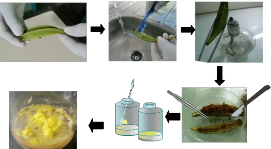 Gambar 9. Penaburan biji anggrek secara in vitro 