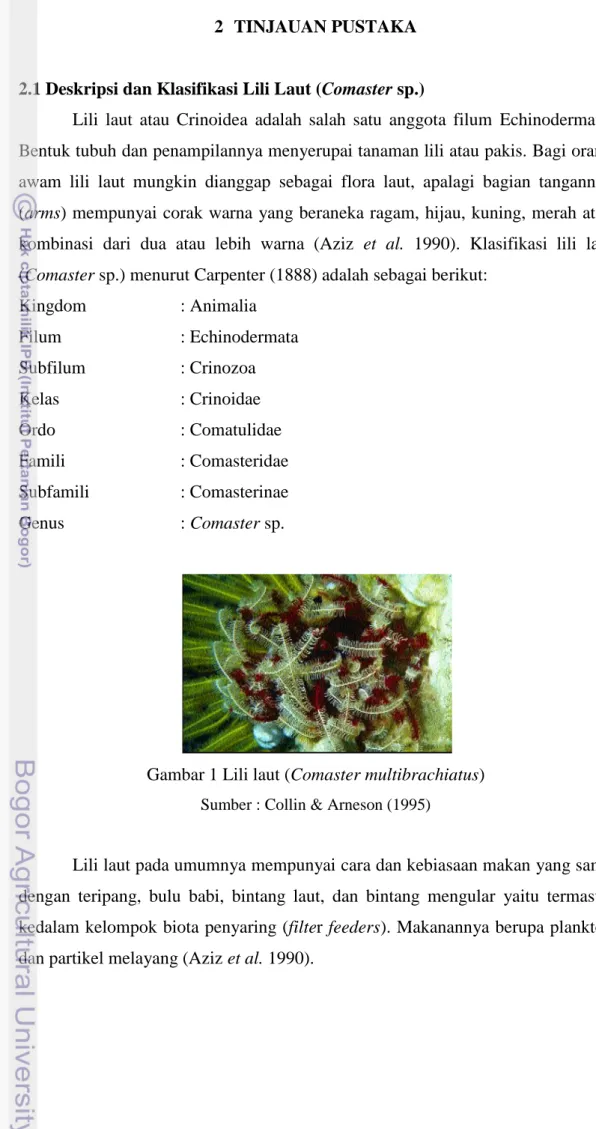 Gambar 1 Lili laut (Comaster multibrachiatus)  Sumber : Collin &amp; Arneson (1995) 