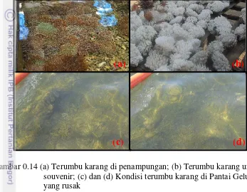 Gambar 0.14 (a) Terumbu karang di penampungan; (b) Terumbu karang untuk 