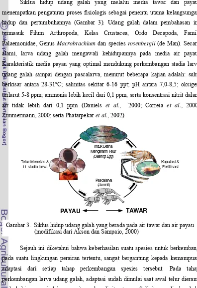 Gambar 3.  Siklus hidup udang galah yang berada pada air tawar dan air payau 