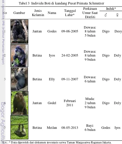Tabel 3  Individu Boti di kandang Pusat Primata Schmutzer 