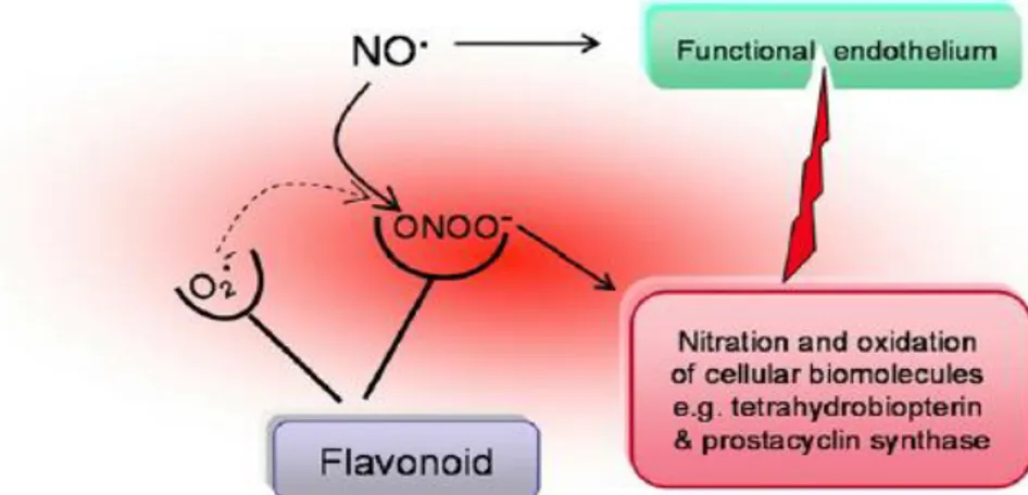 Gambar 2.7 Pengaruh Flavonoid terhadap radikal •NO (Akhlaghi, et al.,2009)  Mekanisme  flavonoid  sebagai  antioksidan  dapat  langsung  menangkap  radikal  bebas, mengkelat  ion logam  dan menghambat enzim  pembetukan  radikal  bebas  (Dragan, et al., 200