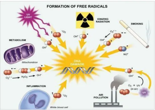Gambar 2.10 Sumber radikal bebas yang menyerang DNA (Vasudevan and  Sreekumari,2004) 