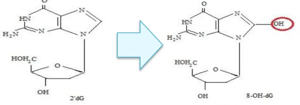 Gambar 2.11 Mekanisme Reaksi Pembentukkan Senyawa 8-OHdG  (Chabowska, et al., 2009) 
