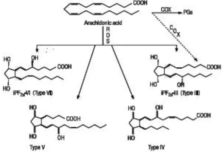 Gambar 2.12 Jalur Biosintesis Metabolisme Asam Arahidonat melalui Free  Radical-Calatyzed Mechanism (Pilacik et al, 2002) 