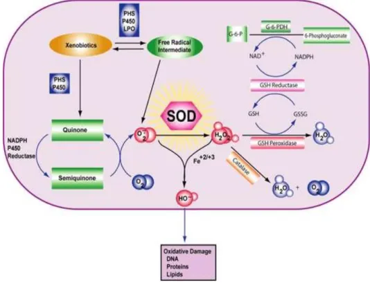Gambar 2.2 Peran SOD pada stres oksidatif (Zainuri dan Septelia, 2012)  Kondisi hipoksia pada hewan coba menyebabkan terbentuk nya ROS seperti  radikal super oksida (O 2 •), enzim  MnSOD mengubah menjadi H 2 O 2  dan katalase  mengubah  hidrogen  peroksida