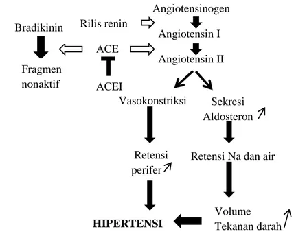 Gambar 2. Skema mekanisme hipertensi oleh Angiotensin II (Hansen, et al., 1995) 